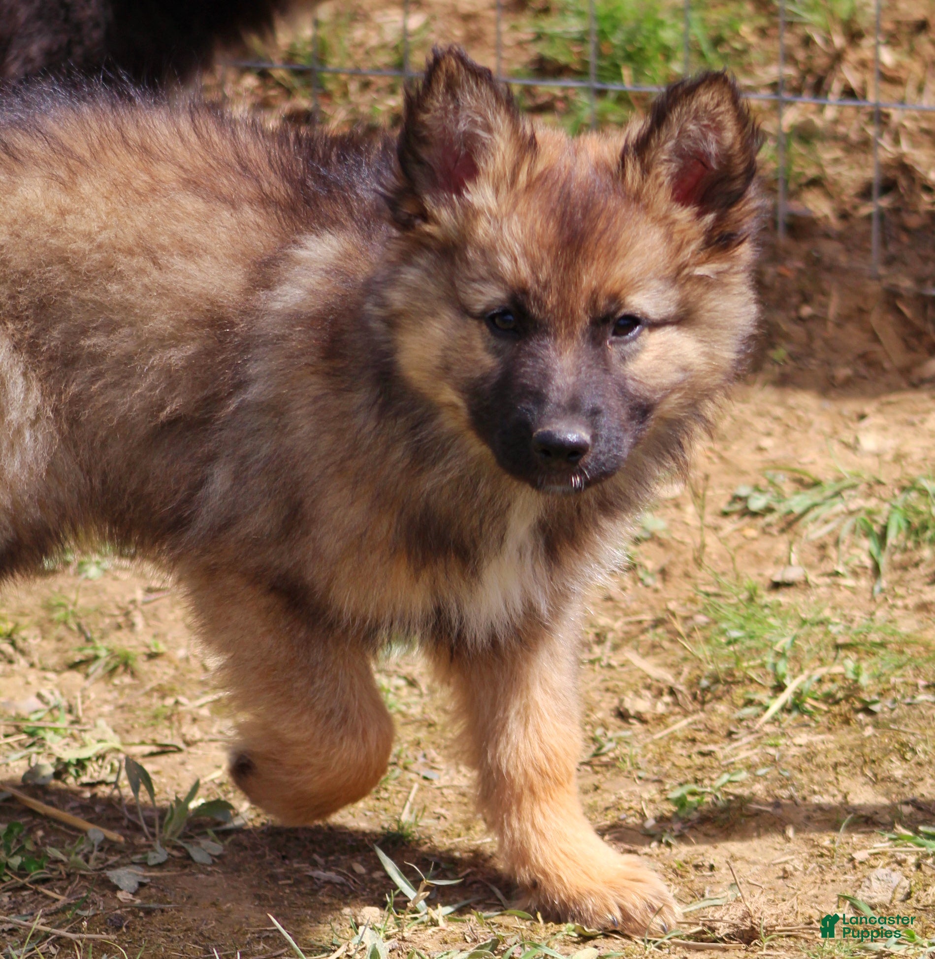 Mixed Breed dogs Rusty  - Ad 1