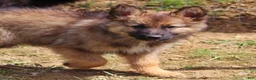 Mixed Breed dogs for sale: Rusty  - Ad 1