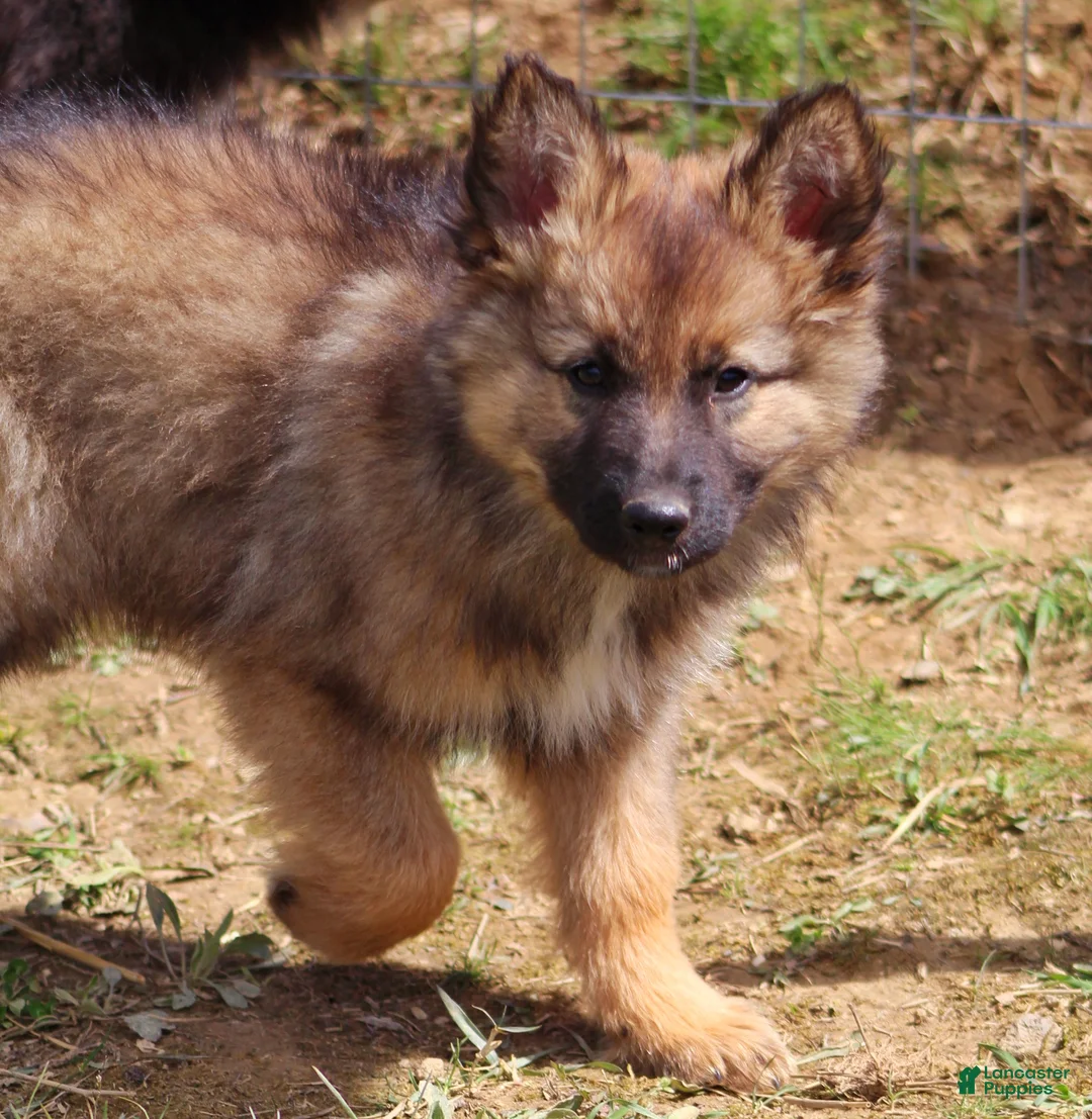 Mixed Breed dogs for sale: Rusty  - Ad 1