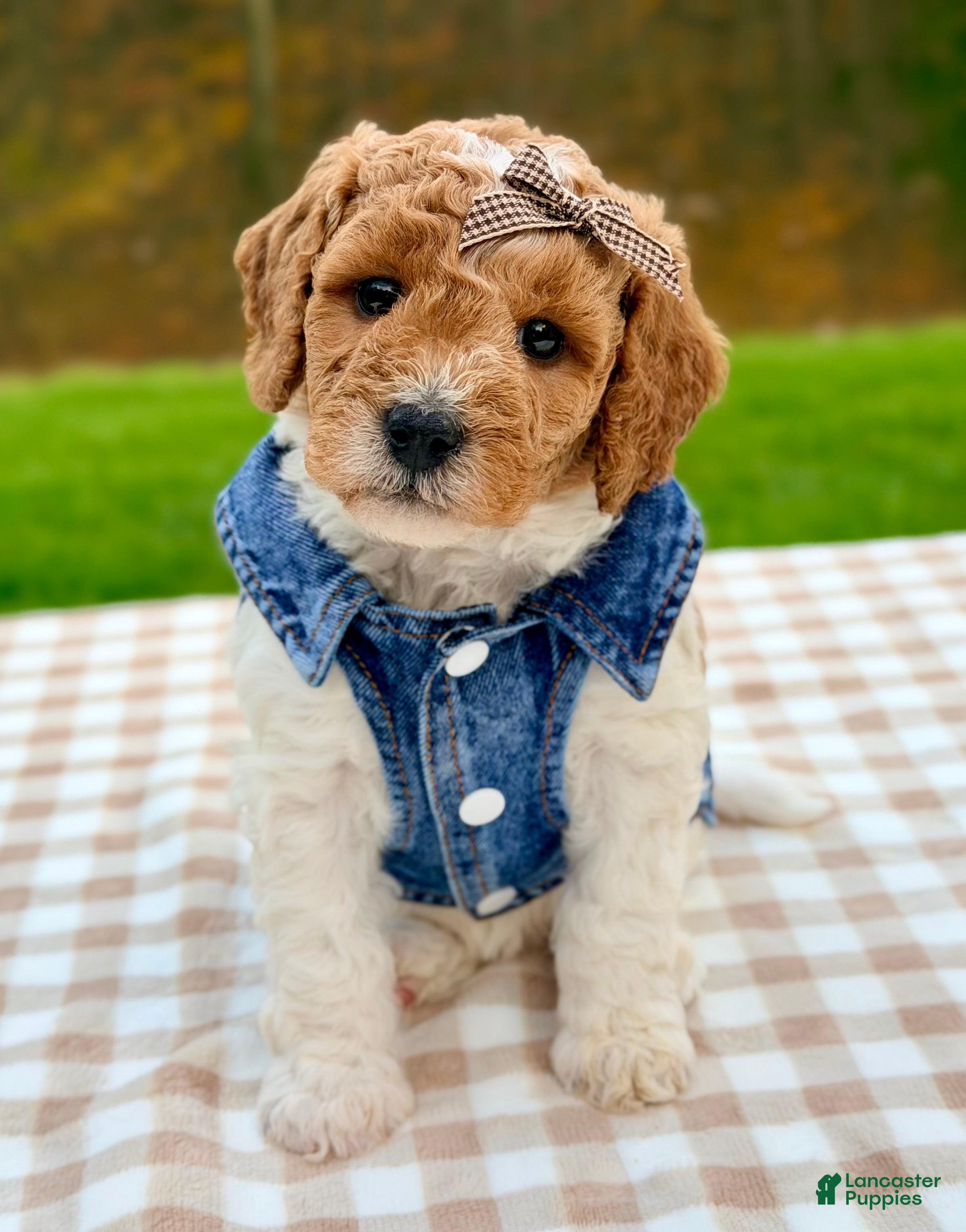 Goldendoodle dogs for sale: Nutmeg-mini  - Ad 1