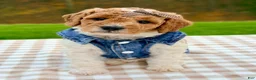 Goldendoodle dogs for sale: Nutmeg-mini  - Ad 1