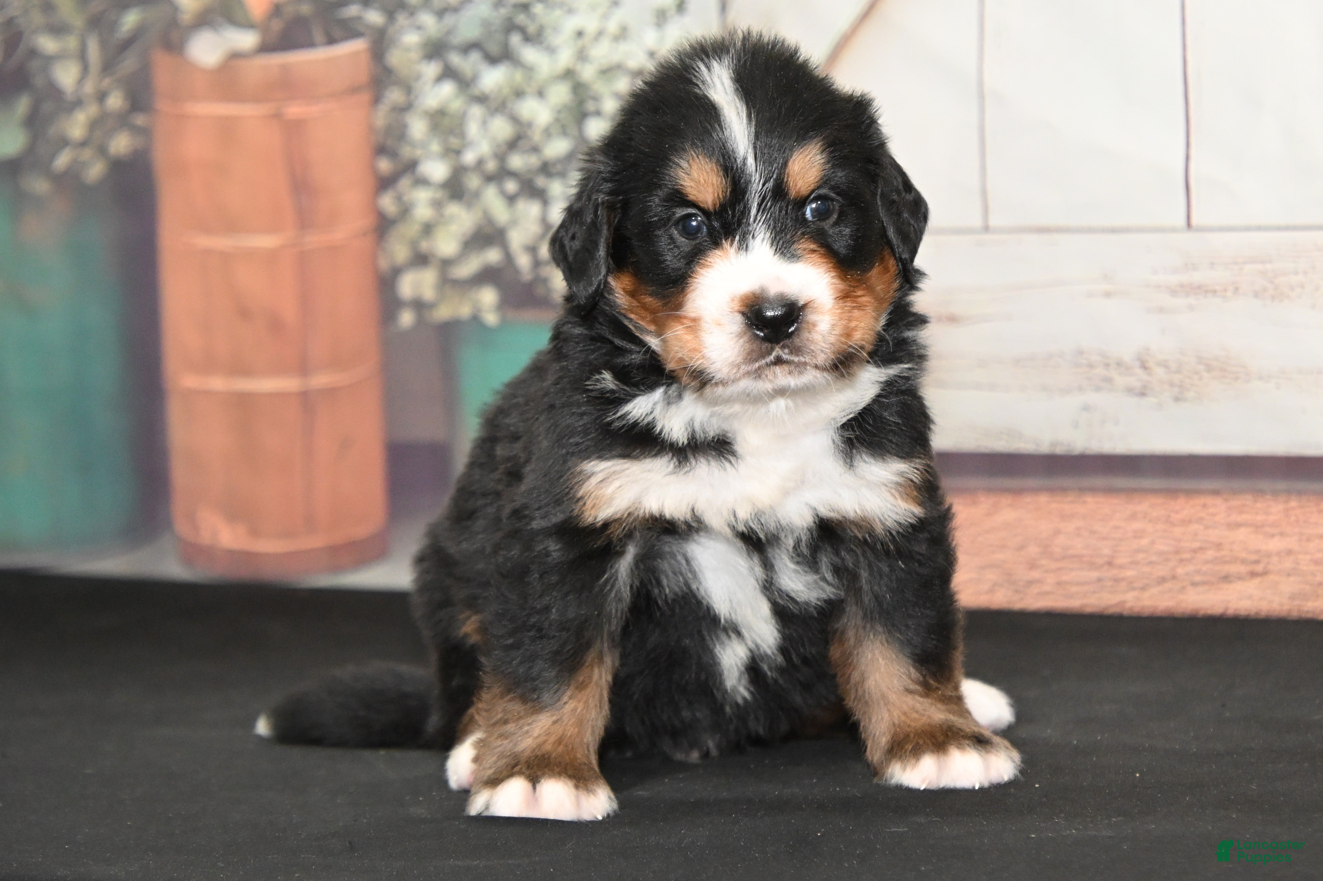 Bernese Mountain Dog dogs Frisco AKC - Ad 12