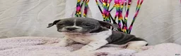 Mixed Breed dogs for sale: Blue Speck - Ad 1