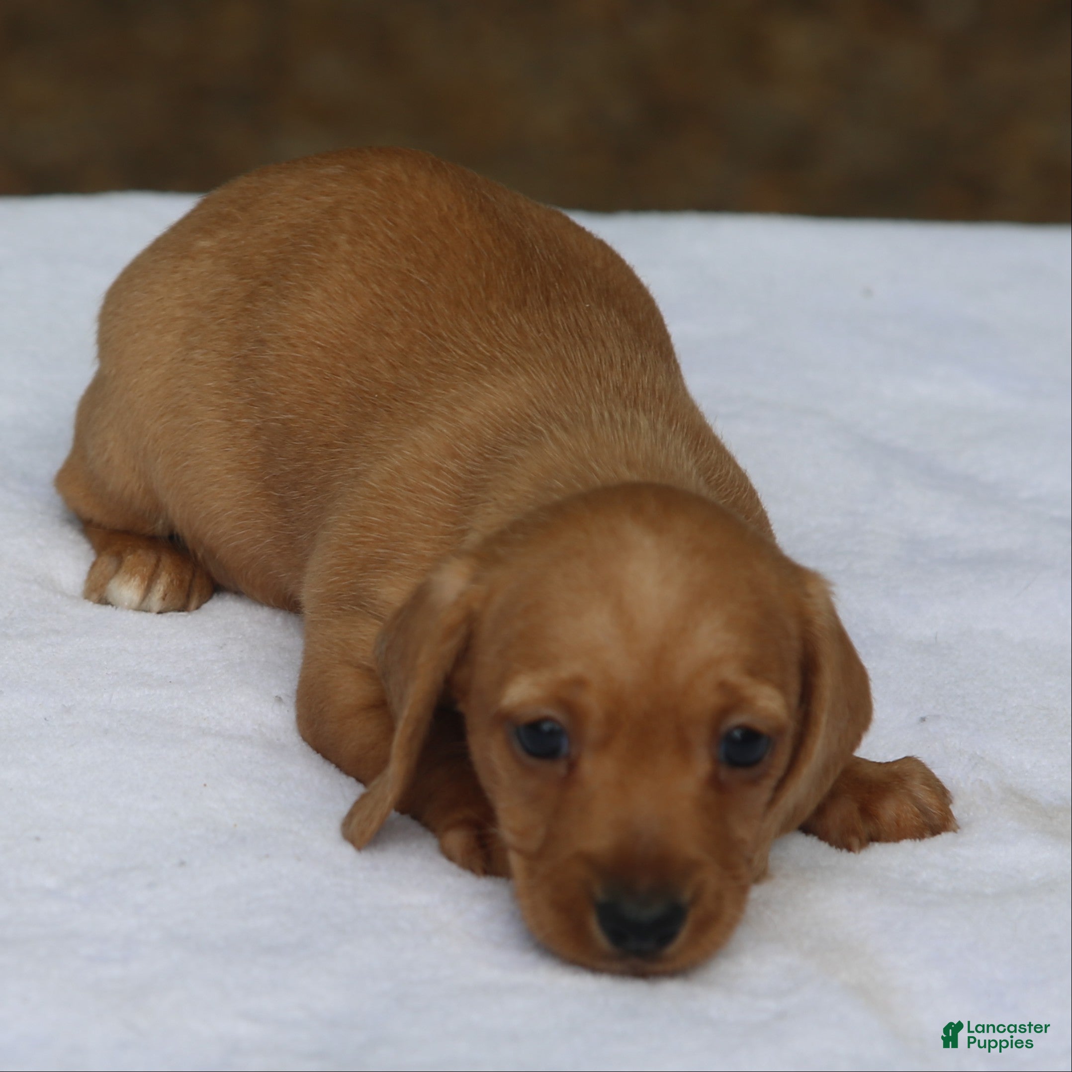 Miniature Dachshund dogs for sale: Clear Red Wirehair Mini - Ad 2