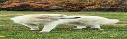 Great Pyrenees dogs for sale: Great Pyrenees Puppy 5 - Ad 3