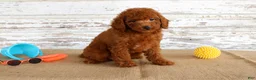 Mixed Breed dogs for sale: Flame - Ad 3