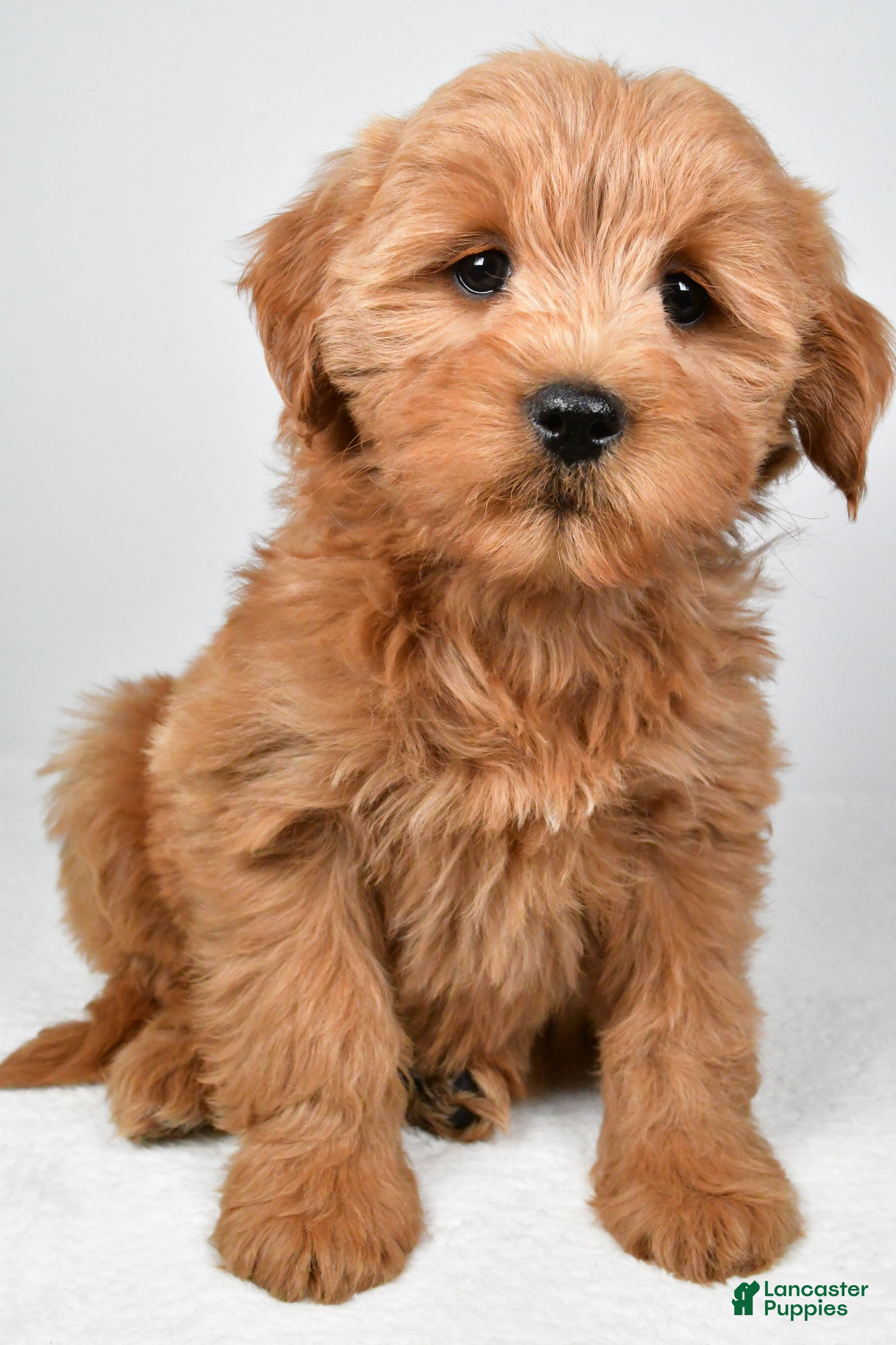 Mini Goldendoodle dogs for sale: Chloe - Ad 1