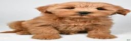 Mini Goldendoodle dogs for sale: Chloe - Ad 1
