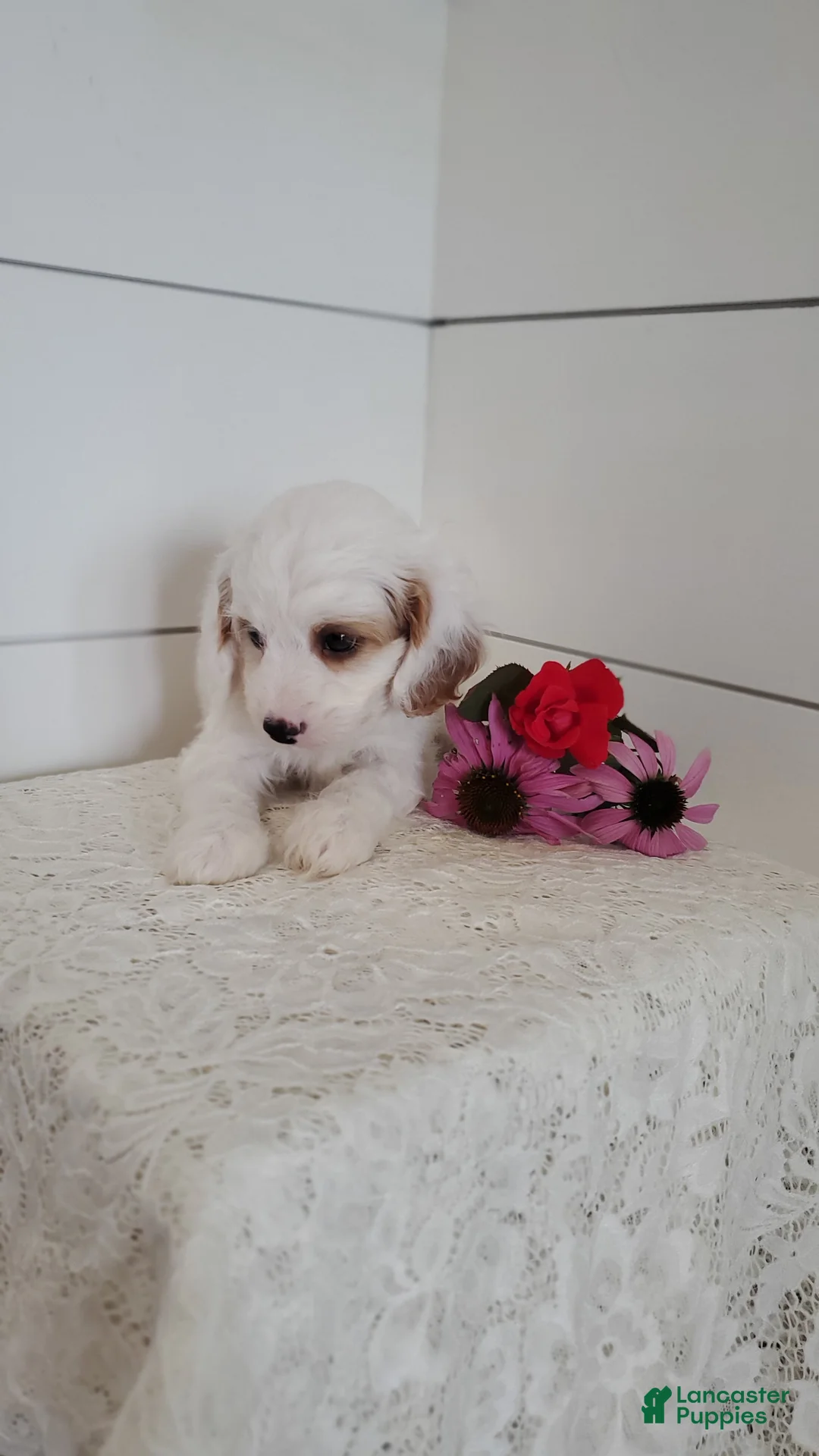 Cavapoo dogs for sale: Dove - Ad 2