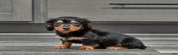 Miniature Dachshund dogs for sale: Steward - Ad 3