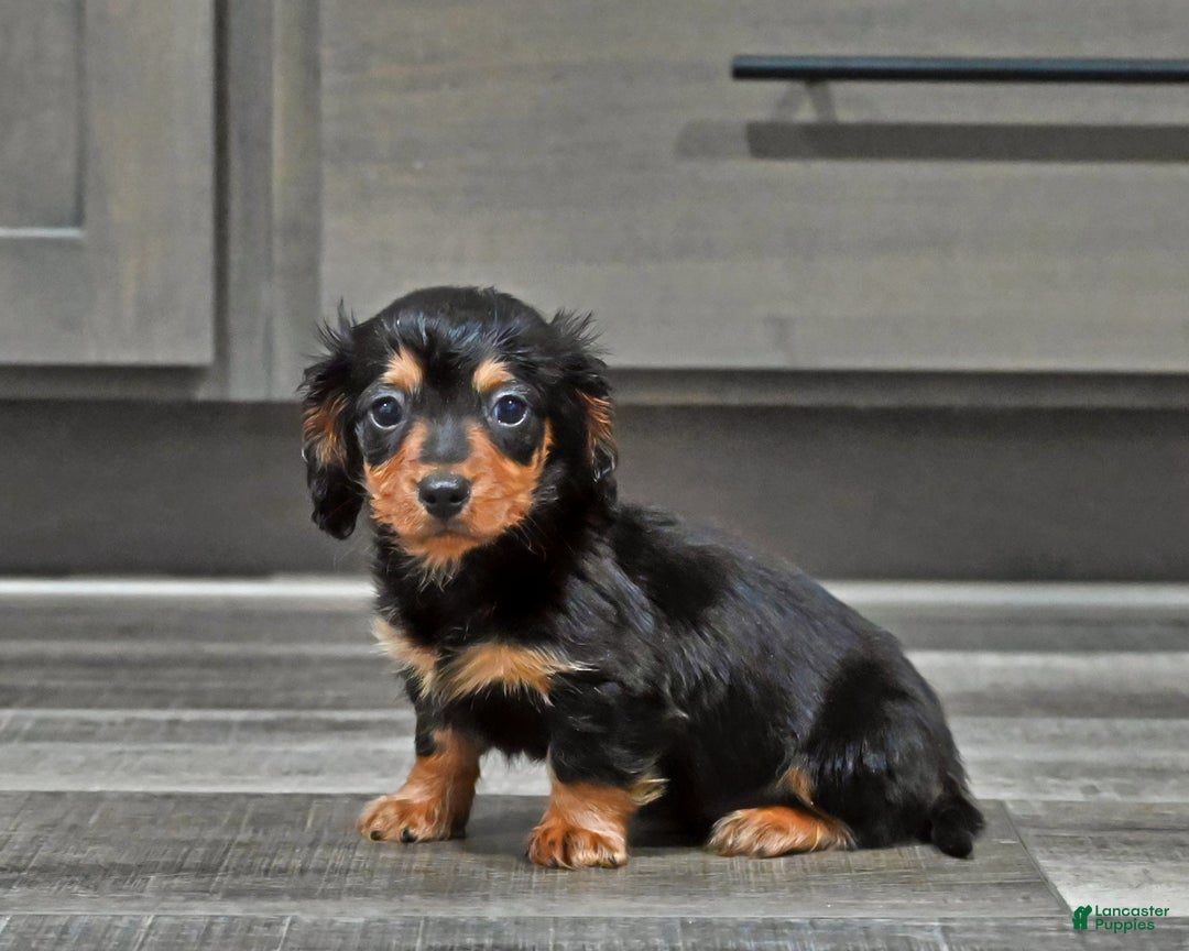 Miniature Dachshund dogs for sale: Steward - Ad 3