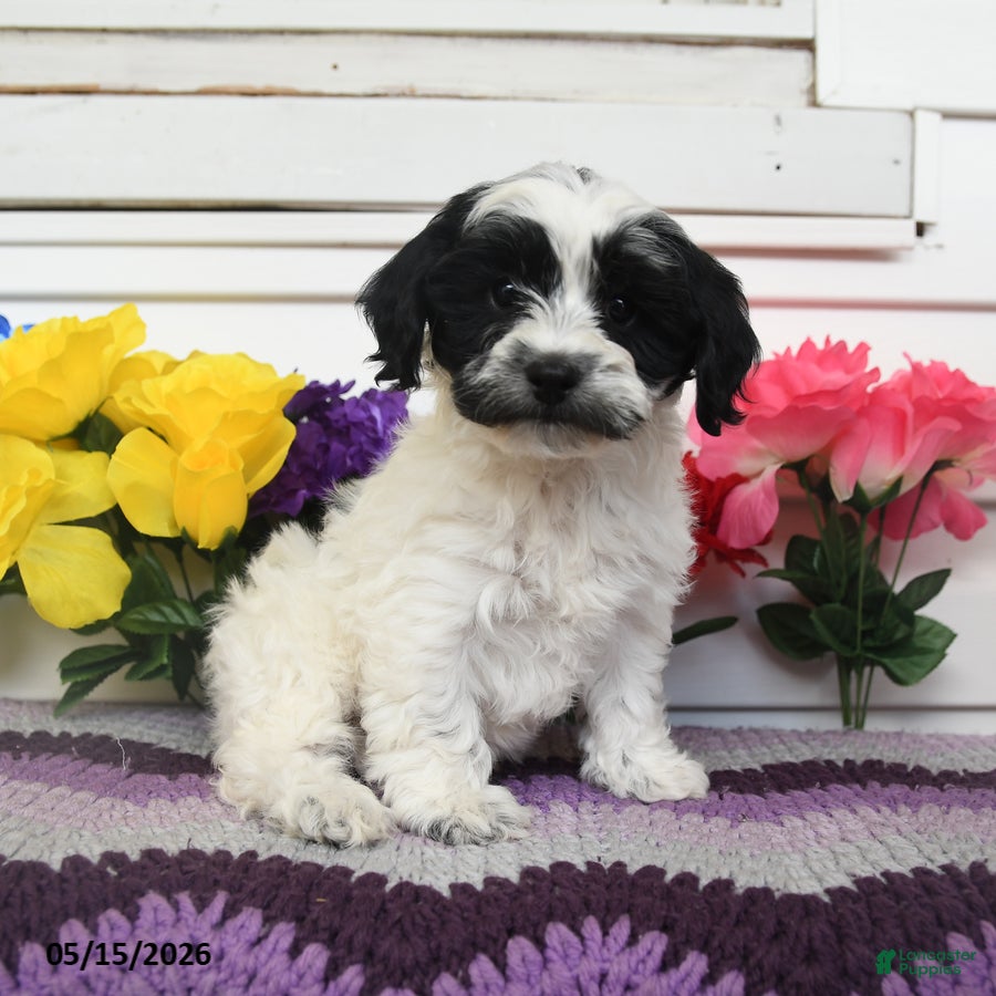 Teddy Bear dogs Kimble - Ad 1