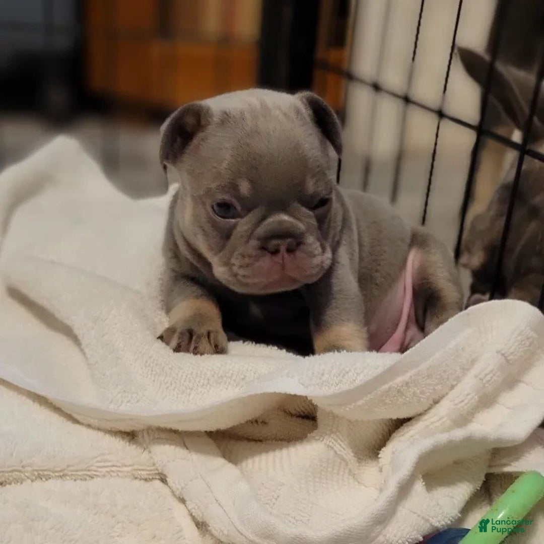 French Bulldog dogs for sale: Soni - Ad 2