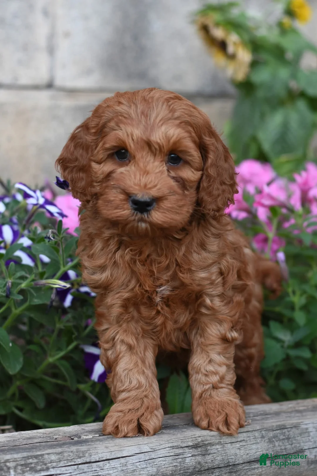 Cockapoo dogs for sale: Teddy - Ad 3