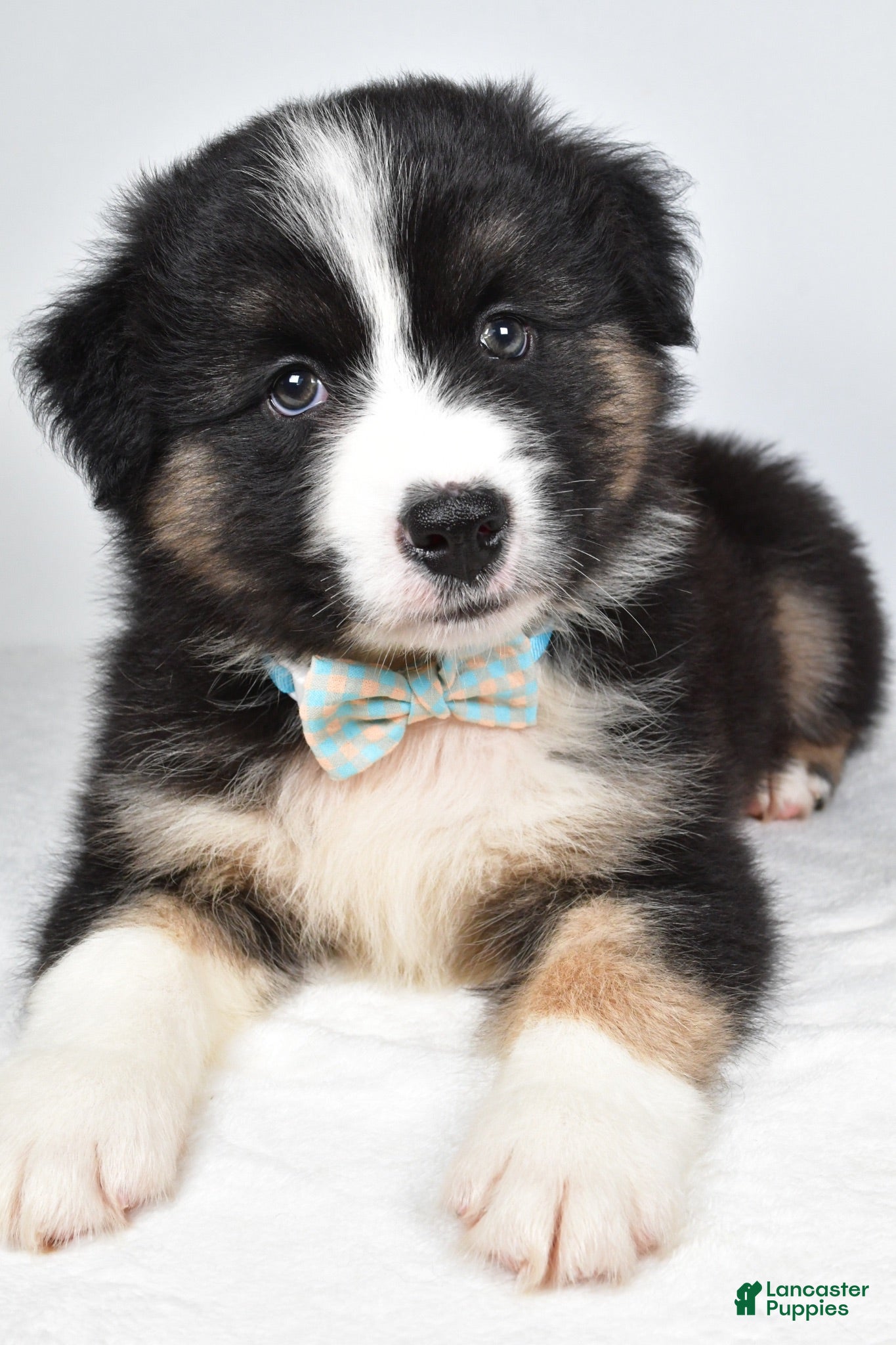 Miniature Australian Shepherd dogs Skipper - Ad 2
