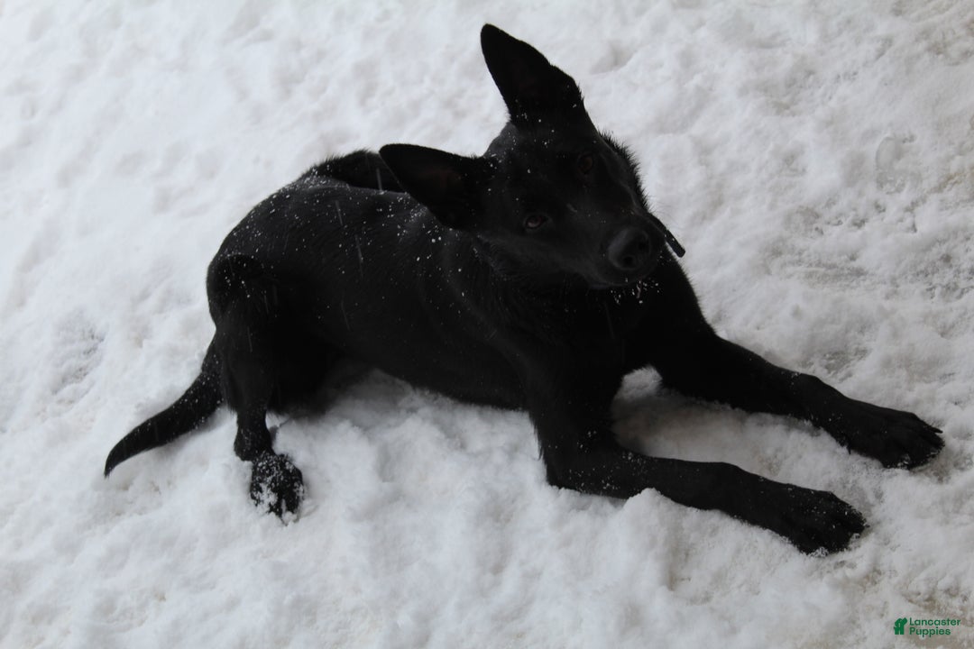 Belgian Malinois dogs for sale: Katie - Ad 3