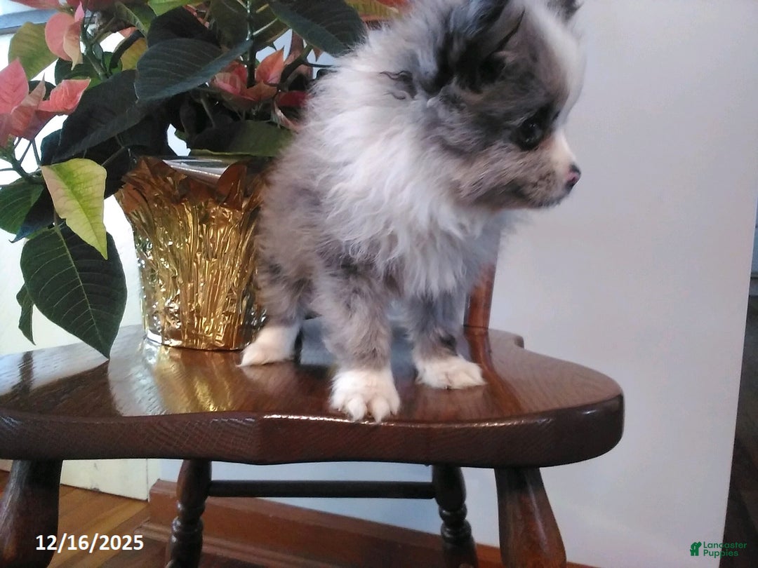 Pomeranian dogs for sale: Fletcher - Ad 3