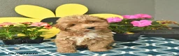 Mini Goldendoodle dogs for sale: Sunny  - Ad 4