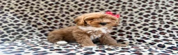 Cavapoo dogs for sale: Mercedes  - Ad 7