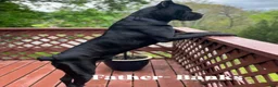 Cane Corso dogs for sale: Big Easy Blue  - Ad 6
