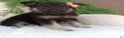 German Shepherd dogs for sale: Roxy  - Ad 4