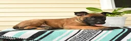 Belgian Malinois dogs for sale: Jabari - Ad 3