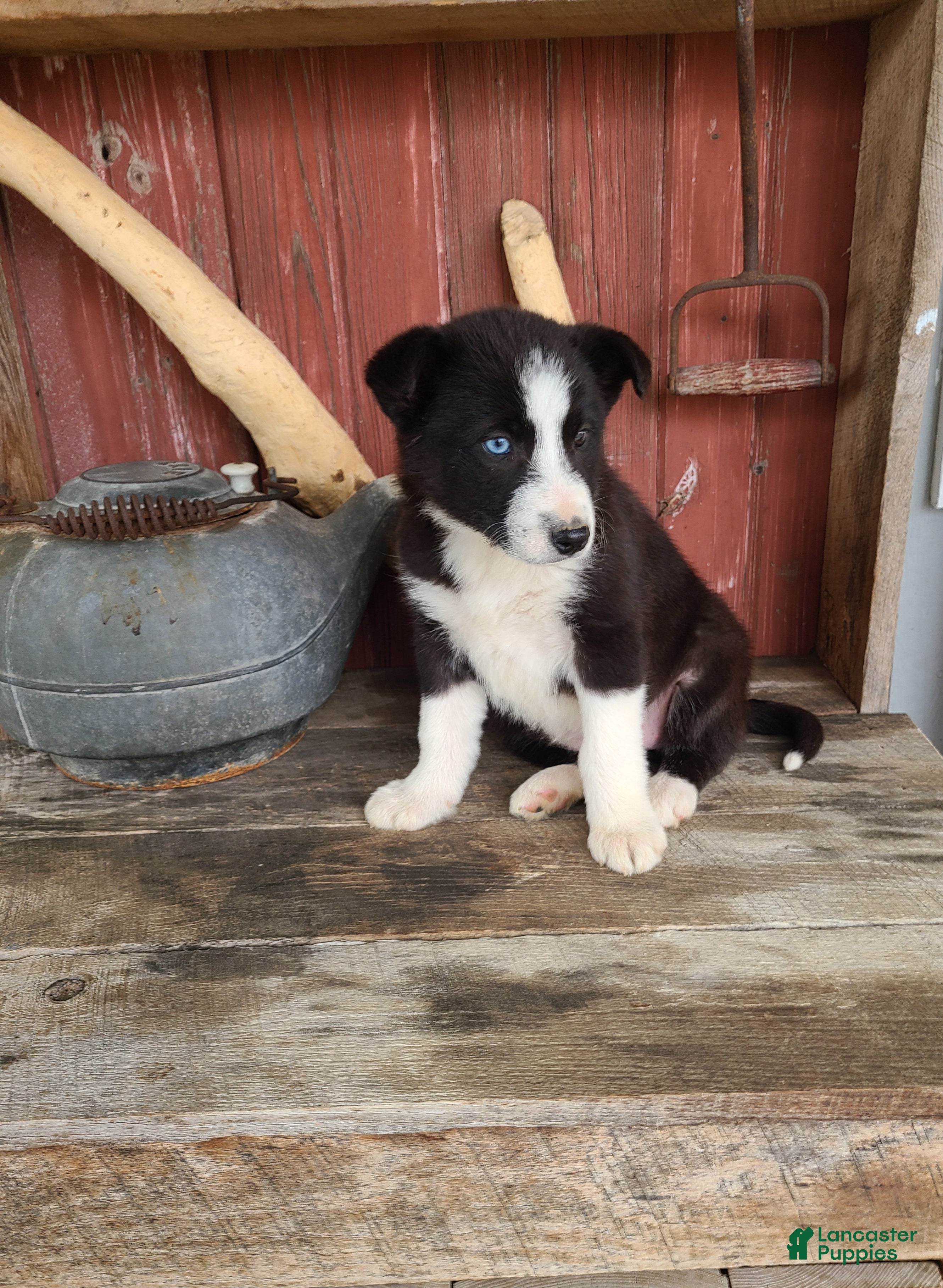 Border Collie dogs Piper  - Ad 2