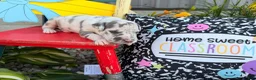 Great Dane dogs for sale: Loki - Ad 2