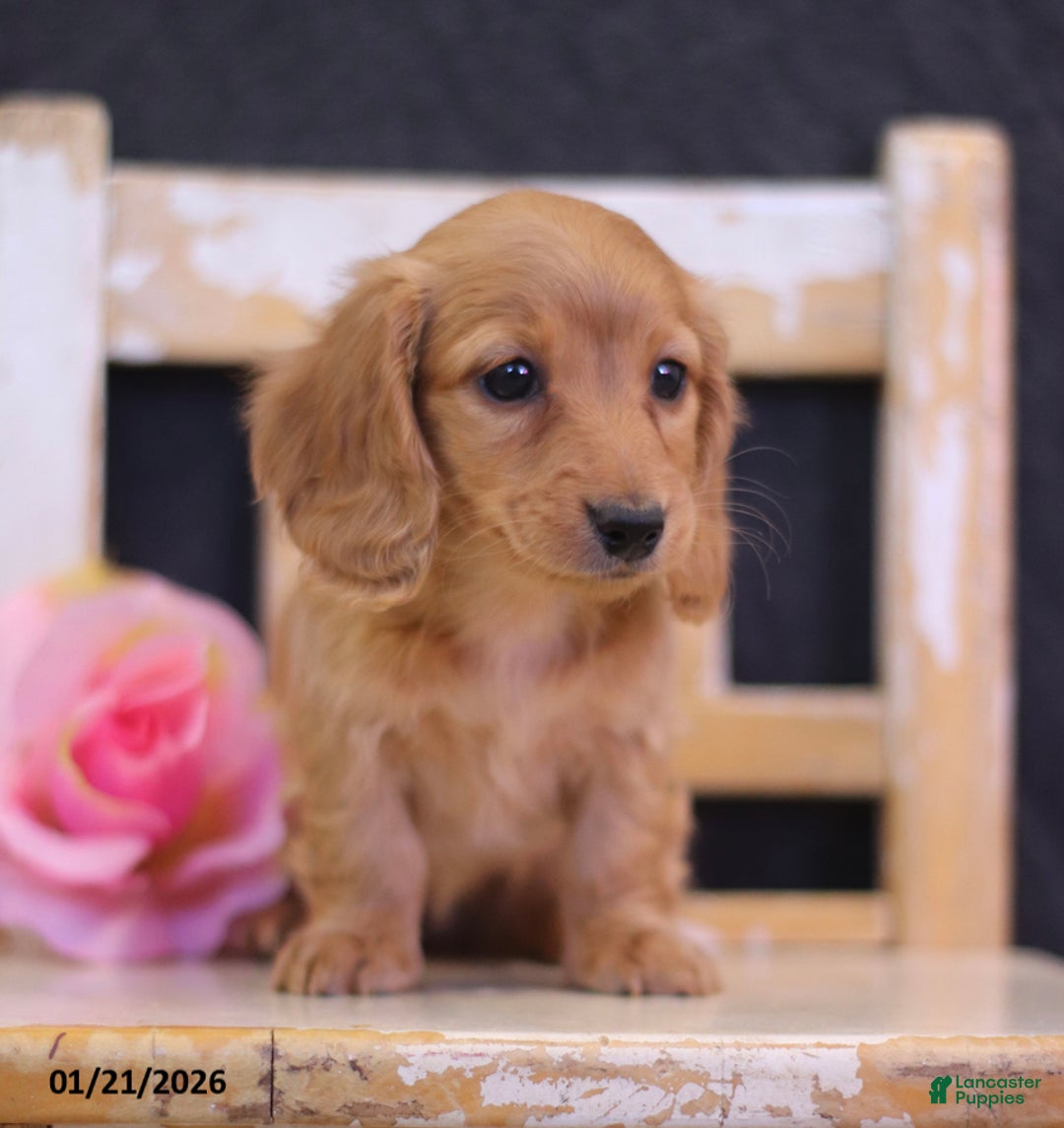 Miniature Dachshund dogs for sale: Lucy - Ad 5