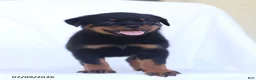 Rottweiler dogs for sale: Kelly - Ad 5