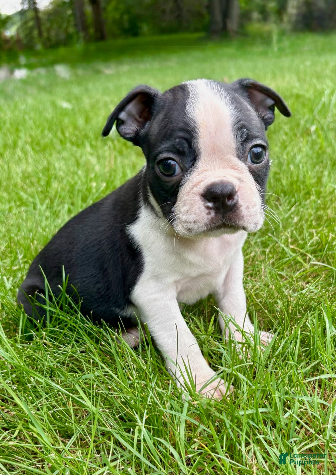 Boston Terrier dogs Boston Terrier puppies - Ad 2