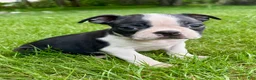 Boston Terrier dogs for sale: Boston Terrier puppies - Ad 2
