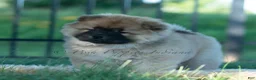 Chow Chow dogs for sale: Beast - Ad 2