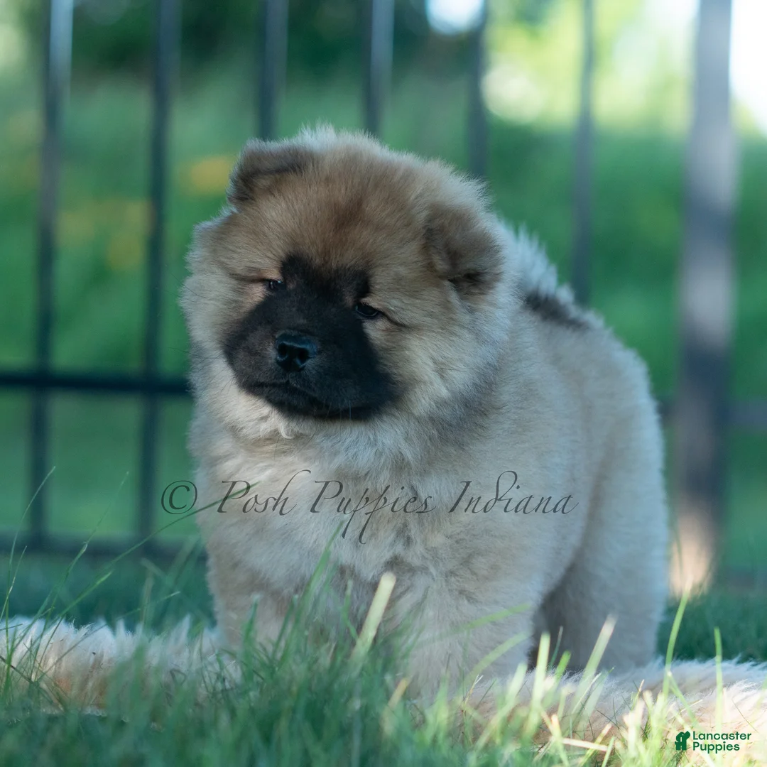 Chow Chow dogs for sale: Beast - Ad 2