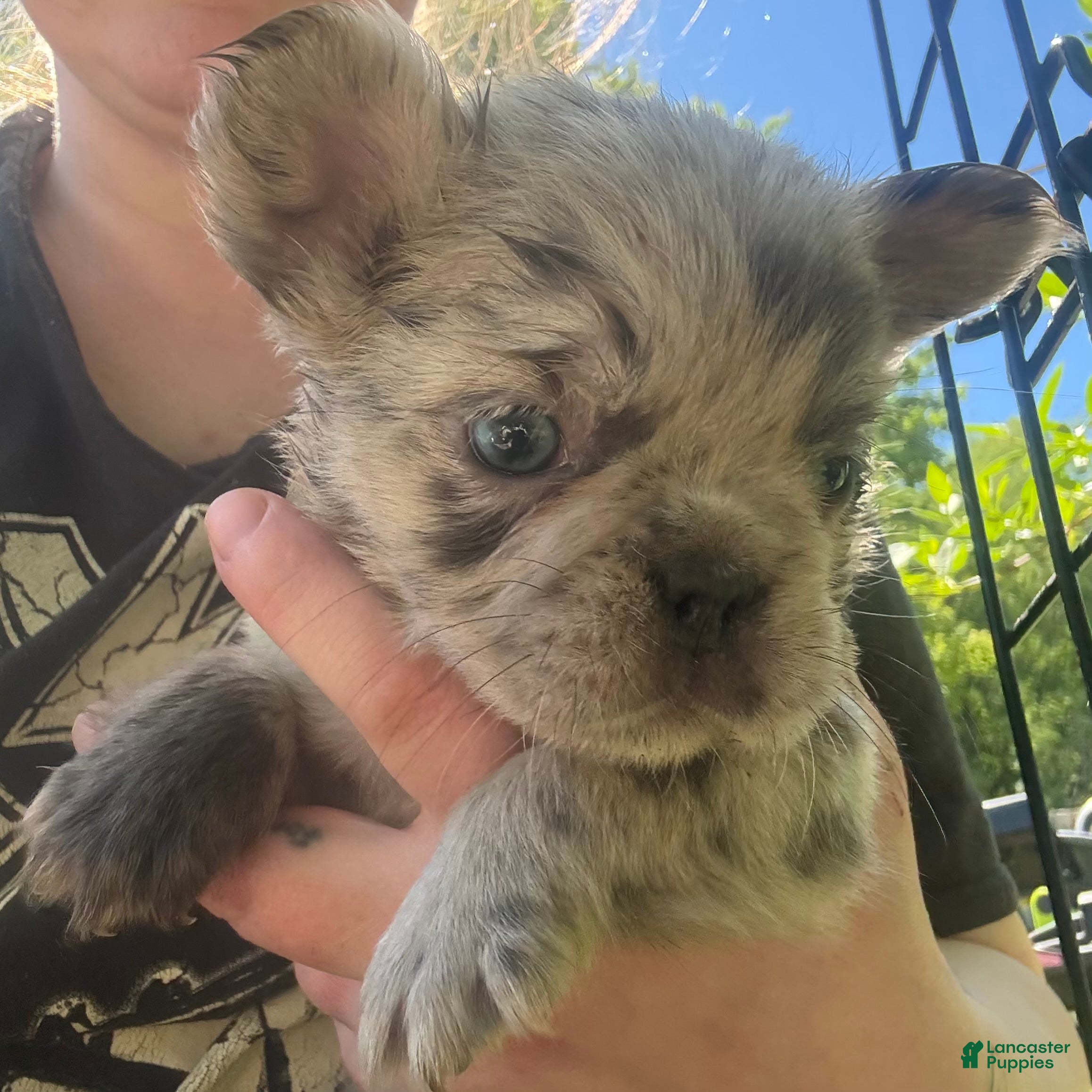 French Bulldog dogs French Bulldog Puppy 4 (fluffy Merle) - Ad 1