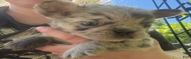 French Bulldog Puppy 4 (fluffy Merle)
