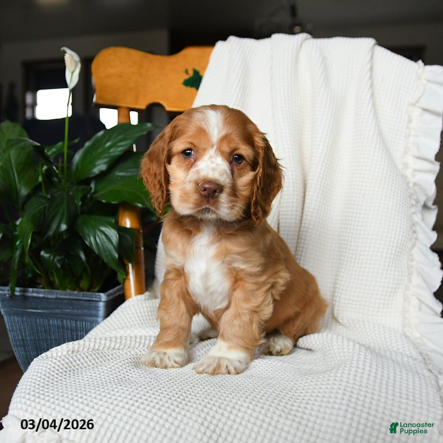 English Cocker Spaniel dogs Milo - Ad 1