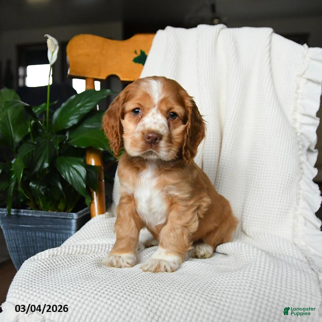 English Cocker Spaniel dogs for sale: Milo - Ad 1