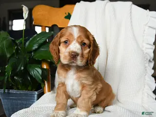 Cocker Spaniel dogs for sale: Milo - Ad 1