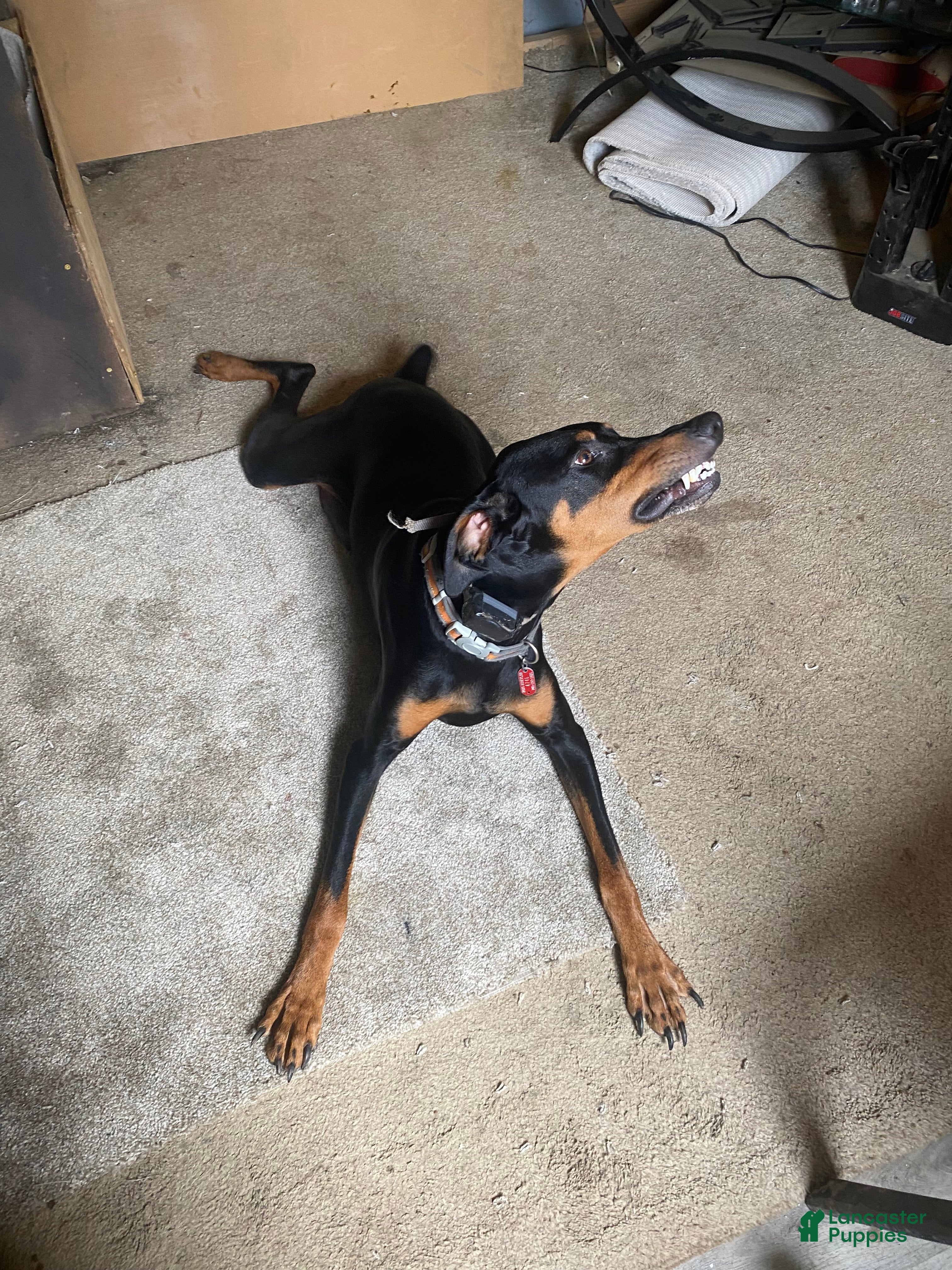 Nikita