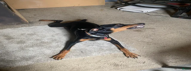 Nikita