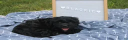 Cavapoo dogs for sale: Blackie - Ad 4