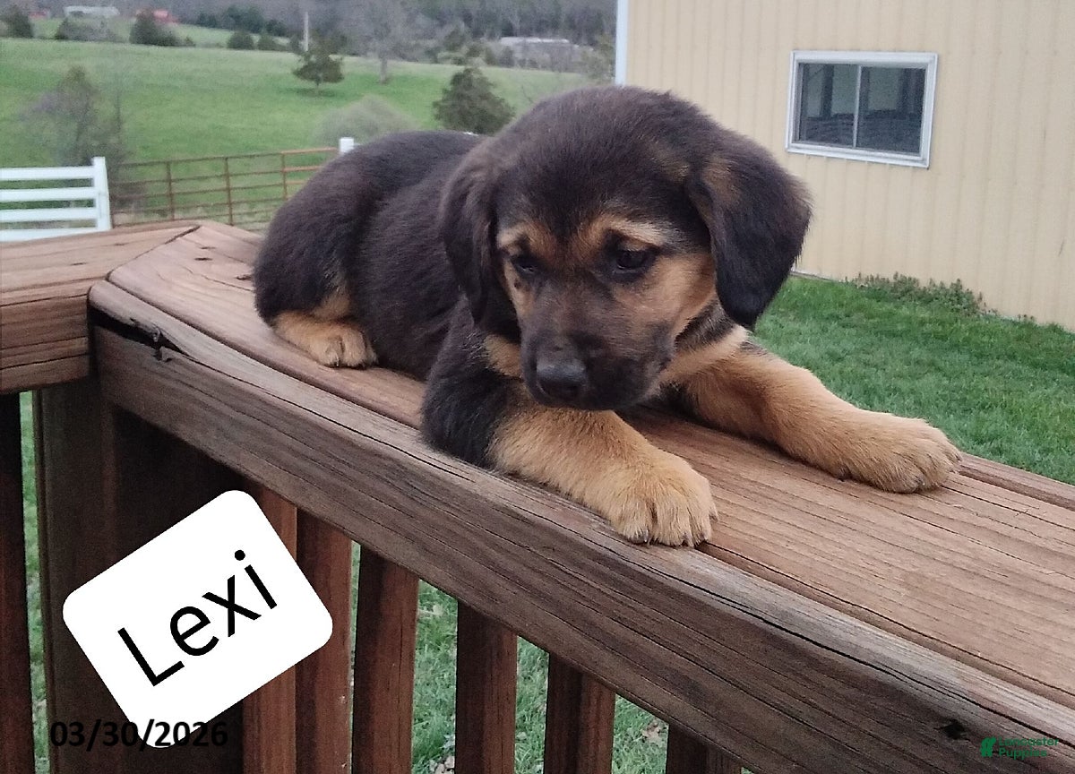 Mixed Breed dogs Lexi  - Ad 1