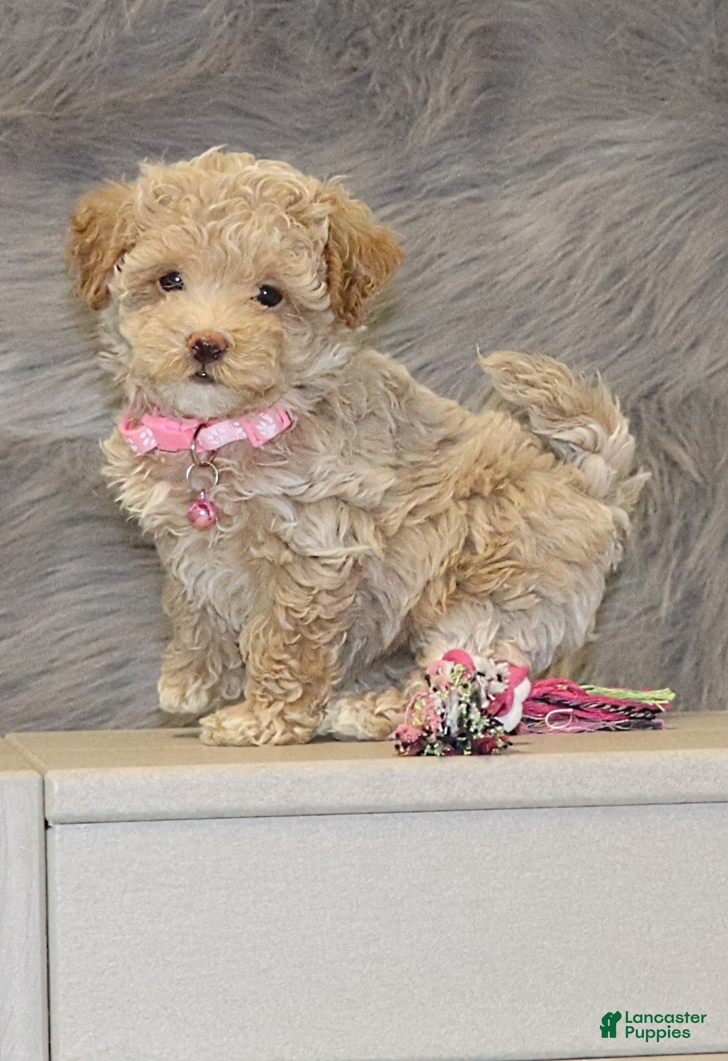 Havapoo dogs Apple Toy Size👨‍👨‍👦‍👦💞🐕 - Ad 2