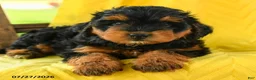 Mini Bernedoodle dogs for sale: Chloe - Ad 5