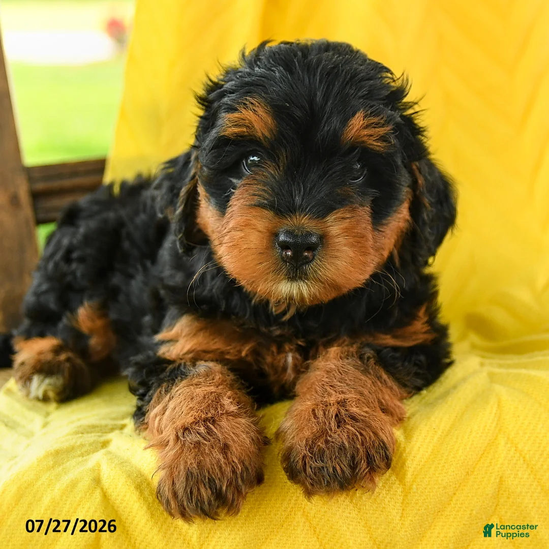Mini Bernedoodle dogs for sale: Chloe - Ad 5