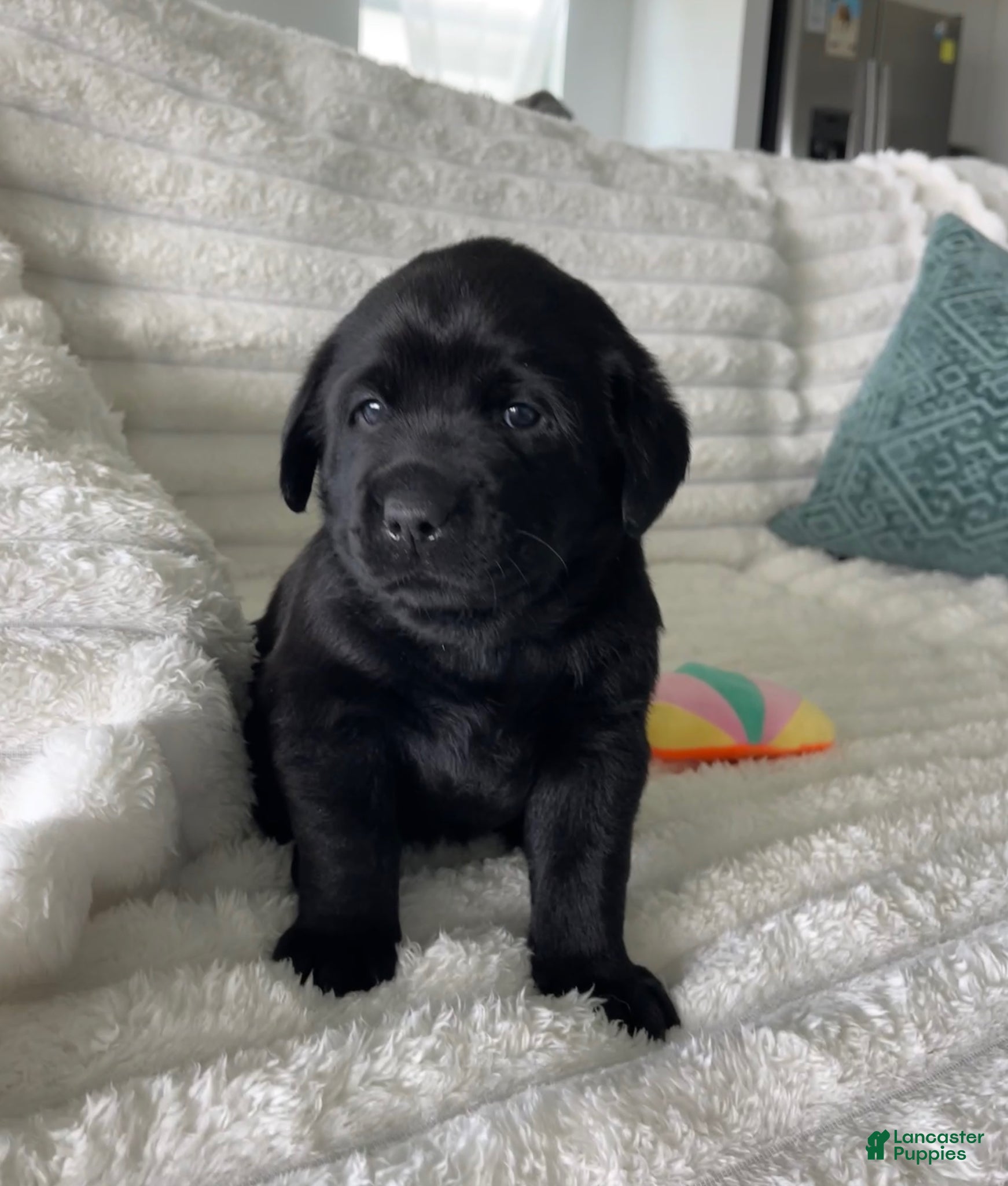 Labrador Retriever dogs for sale: Labrador Retriever Puppy -BELLA - Ad 2