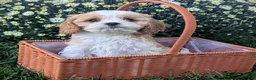 Cavapoo dogs for sale: Mr Andy - Ad 27