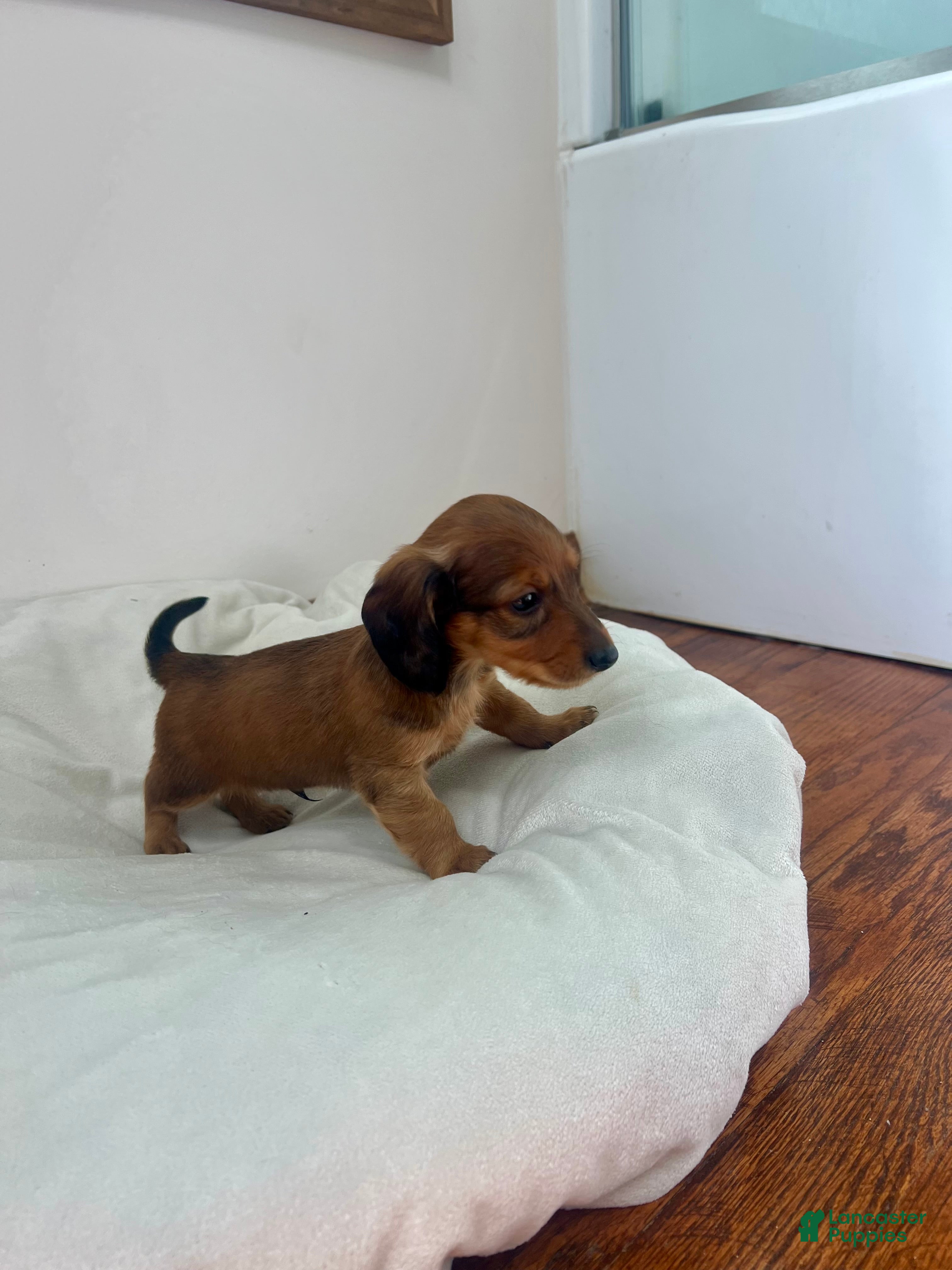 Miniature Dachshund dogs Biscuit  - Ad 2