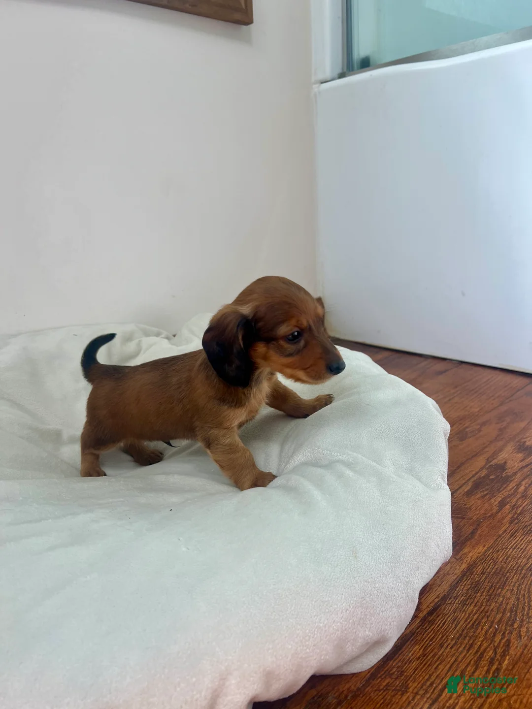 Miniature Dachshund dogs for sale: Biscuit  - Ad 2